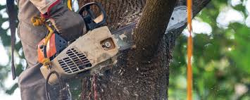Best Fruit Tree Pruning  in Somersworth, NH