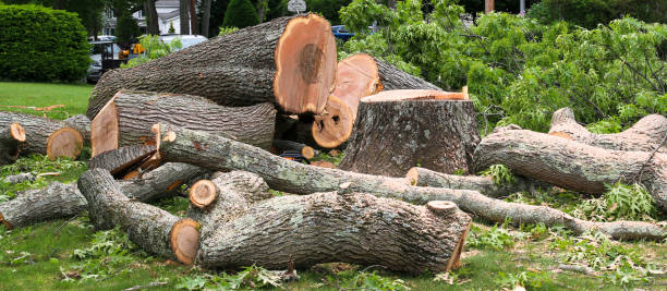 How Our Tree Care Process Works  in  Somersworth, NH