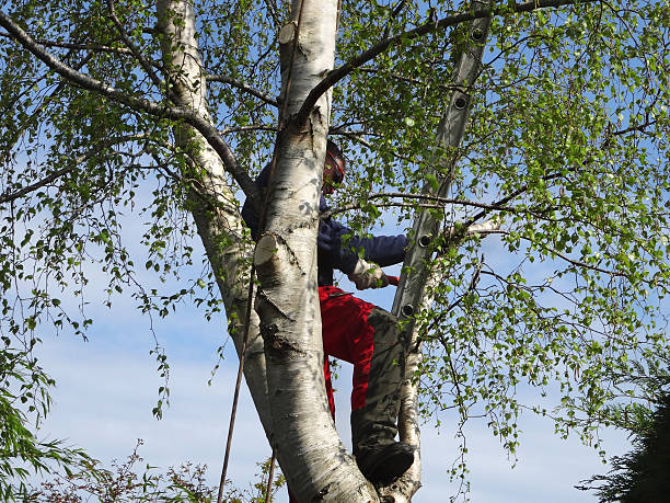 Best Tree Disease Treatment  in Somersworth, NH