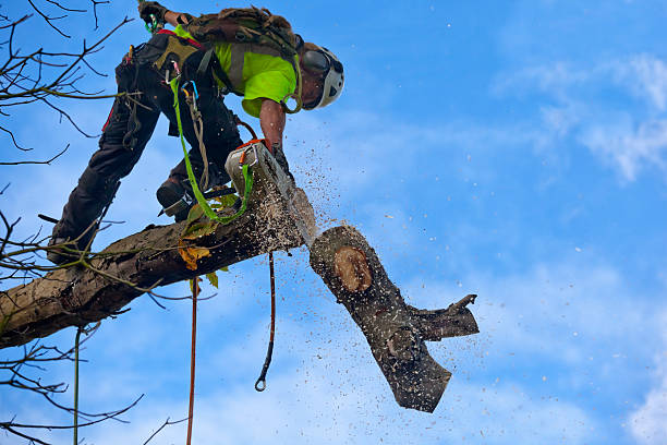 Best Arborist Consultation Services  in Somersworth, NH